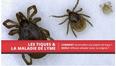 Tiques et maladie de Lyme : adoptez les bons réflexes