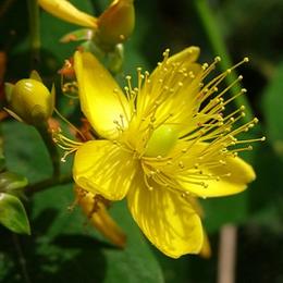 Création de groupes génériques pour les médicaments à base de plantes dans le Répertoire des groupes génériques