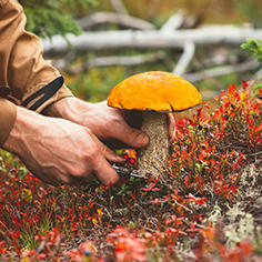 Photo représentant la cueillette d'un champignon