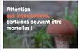 La saison des champignons commence : rappel des bons reflexes