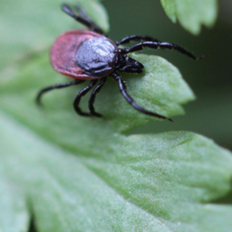 Tique Ixodes ricinus : première synthèse des données françaises